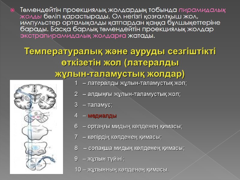Төмендейтін проекциялық жолдардың тобында пирамидалық жолды бөліп қарастырады. Ол негізгі қозғалтқыш жол, импульстер орталықалды